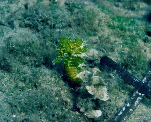 Sea horse